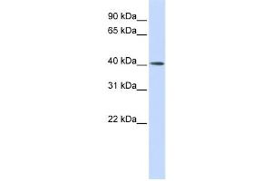 Western Blotting (WB) image for anti-Matrix Metalloproteinase 20 (MMP20) antibody (ABIN2459028) (MMP20 Antikörper)