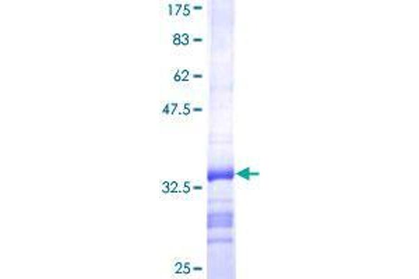 CGB5 Protein (AA 62-137) (GST tag)