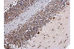 IHC-P Image COUP TF1 antibody [N1], N-term detects COUP TF1 protein at nucleus on mouse hind brain by immunohistochemical analysis. (NR2F1 Antikörper  (N-Term))