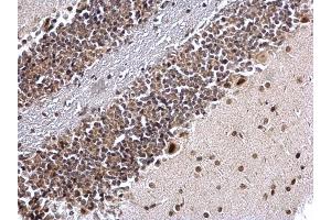IHC-P Image COUP TF1 antibody [N1], N-term detects COUP TF1 protein at nucleus on mouse hind brain by immunohistochemical analysis.
