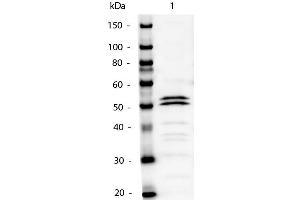 Western Blot of Mouse IgG1 Secondary Antibody Alkaline Phosphatase Conjugated. (Kaninchen anti-Maus IgG1 (Heavy Chain) Antikörper (Alkaline Phosphatase (AP)))