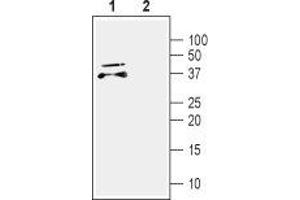 Western blot analysis of mouse brain lysate: - 1. (CDNF Antikörper  (Mature))