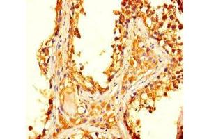 Immunohistochemistry of paraffin-embedded human testis tissue using ABIN7172582 at dilution of 1:100 (OVOL2 Antikörper  (AA 19-114))