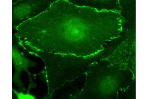 Immunofluorescence (IF) image for anti-Myc Tag antibody (HRP) (ABIN7449524) (Myc Tag Antikörper  (HRP))