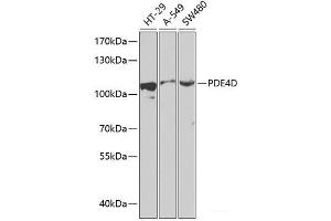 Western blot analysis of extracts of various cell lines using PDE4D Polyclonal Antibody at dilution of 1:1000. (PDE4D Antikörper)