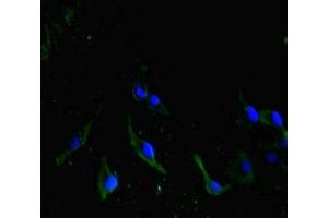 Immunofluorescent analysis of Hela cells using ABIN7162615 at dilution of 1: 100 and Alexa Fluor 488-congugated AffiniPure Goat Anti-Rabbit IgG(H+L) (HRPT2 Antikörper  (AA 74-346))