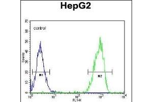 MGAT2 Antibody (C-term) (ABIN389038 and ABIN2839252) flow cytometric analysis of HepG2 cells (right histogram) compared to a negative control cell (left histogram). (MGAT2 Antikörper  (C-Term))