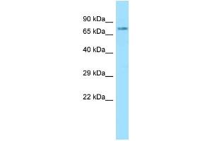 WB Suggested Anti-NLN Antibody Titration: 1. (NLN Antikörper  (N-Term))