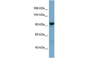 WB Suggested Anti-NDST4  Antibody Titration: 0. (NDST4 Antikörper  (Middle Region))