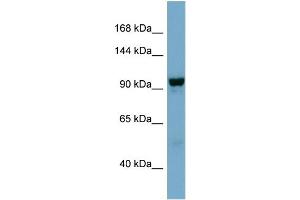 WB Suggested Anti-NDST4  Antibody Titration: 0. (NDST4 Antikörper  (Middle Region))