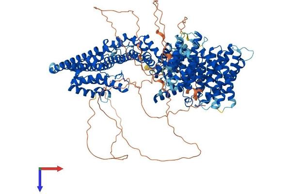 STAG2 Protein (AA 1-1231) (His tag)
