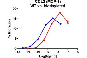 Cells expressing recombinant CCR2 were assayed for migration through a transwell filter at various concentrations of MCP-1. (CCL2 Protein (AA 24-99) (Biotin))