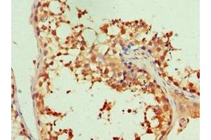 Immunohistochemistry of paraffin-embedded human testis tissue using ABIN7156485 at dilution of 1:100 (Integrin beta 3 Antikörper  (AA 609-788))