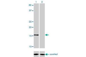 Western blot analysis of NDUFB7 over-expressed 293 cell line, cotransfected with NDUFB7 Validated Chimera RNAi (Lane 2) or non-transfected control (Lane 1). (NDUFB7 Antikörper  (AA 38-137))