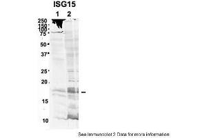 Sample Type: 1. (ISG15 Antikörper  (Middle Region))