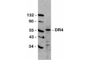 Western blot analysis of DR4 in HeLa total cell lysate with AP30299PU-N DR4 antibody at 1/500 dilution. (TNFRSF10A Antikörper  (C-Term))
