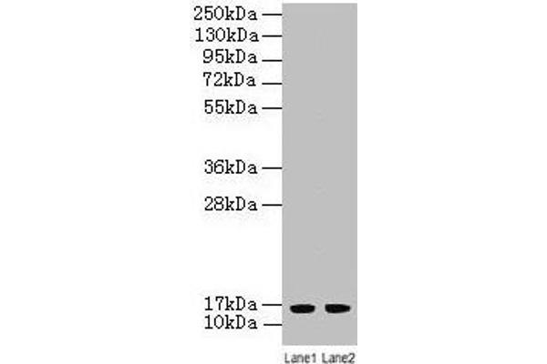 LSM4 anticorps  (AA 1-139)