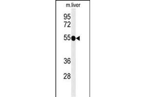 Western Blotting (WB) image for anti-Tumor Necrosis Factor Receptor Superfamily, Member 8 (TNFRSF8) (AA 458-487) antibody (ABIN651104)