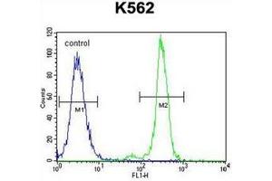 Flow cytometric analysis of K562 cells using Carboxypeptidase A3 Antibody  (right histogram) compared to a negative control cell (left histogram). (CPA3 Antikörper  (Middle Region))