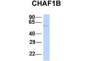 Western Blotting (WB) image for anti-Chromatin Assembly Factor 1, Subunit B (p60) (CHAF1B) (N-Term) antibody (ABIN2782376)