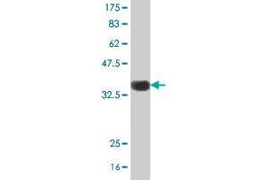 Western Blotting (WB) image for anti-Guanine Nucleotide Binding Protein (G Protein), beta 5 (GNB5) (AA 1-90) antibody (ABIN524132)