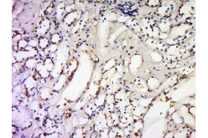 Immunohistochemistry (Paraffin-embedded Sections) (IHC (p)) image for anti-Tumor Necrosis Factor (Ligand) Superfamily, Member 18 (TNFSF18) (AA 101-199) antibody (ABIN740535)