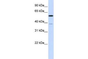 WB Suggested Anti-PPP2R5A Antibody Titration: 0. (PPP2R5A Antikörper  (N-Term))