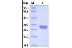 Mouse IgG1 Fc, Tag Free on SDS-PAGE under reducing (R) condition. (HEK-293 Cells IgG1 Isotyp-Kontrolle)