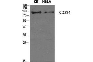 Western Blot (WB) analysis of specific cells using CD284 Polyclonal Antibody. (TLR4 Antikörper  (Internal Region))