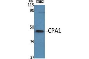 Western Blot (WB) analysis of specific cells using CPA1 Polyclonal Antibody. (CPA1 Antikörper  (Internal Region))