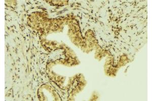 ABIN6277010 at 1/100 staining Mouse colon tissue by IHC-P. (PTP4A3 Antikörper  (C-Term))