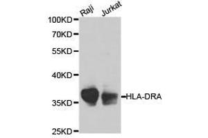 Western Blotting (WB) image for anti-HLA Class II DR alpha (HLA-DRA) antibody (ABIN1873030) (HLA-DRA Antikörper)