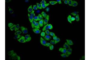 Immunofluorescence staining of Hela cells with ABIN7164473 at 1:100, counter-stained with DAPI. (GPR174 Antikörper  (AA 291-333))
