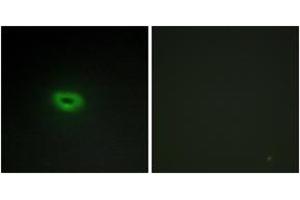 Immunofluorescence (IF) image for anti-Chromosome 2 Open Reading Frame 40 (C2orf40) (AA 41-90) antibody (ABIN2889756) (C2orf40 Antikörper  (AA 41-90))