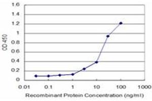 Detection limit for recombinant GST tagged KHSRP is approximately 1ng/ml as a capture antibody. (KHSRP Antikörper  (AA 151-239))
