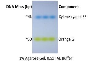 Image no. 1 for ExcelDye™ 6X DNA Loading Dye, Green (ABIN5662579) (ExcelDye™ 6X DNA Loading Dye, Green)