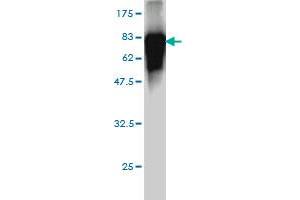 Western Blot detection against Immunogen (74. (ITFG2 Antikörper  (AA 1-447))