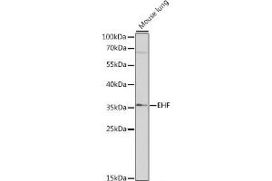 Western blot analysis of extracts of Mouse lung using EHF Polyclonal Antibody at dilution of 1:1000. (EHF Antikörper)