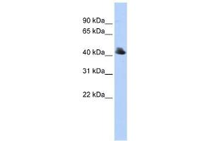 FBXO4 antibody used at 1 ug/ml to detect target protein.