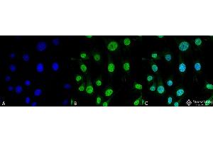 Immunocytochemistry/Immunofluorescence analysis using Mouse Anti-Trap1 Monoclonal Antibody, Clone 3H4-2H6 . (TRAP1 Antikörper  (Atto 594))