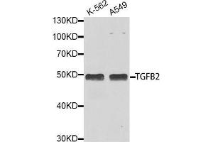 Western blot analysis of extracts of various cell lines, using TGFB2 antibody. (TGFB2 Antikörper  (AA 20-160))