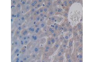 IHC-P analysis of Mouse Tissue, with DAB staining. (EPO Antikörper  (AA 82-192))