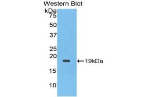 Western Blotting (WB) image for anti-Interleukin 1 Receptor Antagonist (IL1RN) (AA 26-177) antibody (ABIN7427015)