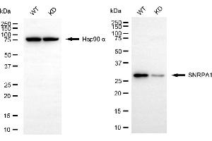Western blotting analysis using SNRPA1 antibody (ABIN7800379).
