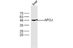 Mouse liver lysates probed with Rabbit Anti-Apolipoprotein J Polyclonal Antibody, Unconjugated  at 1:500 for 90 min at 37˚C.