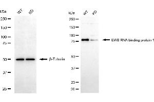 Western blotting analysis using EWS RNA binding protein 1 antibody (ABIN7798536). (Rekombinanter EWSR1 Antikörper)