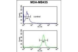 PRK Antibody (ABIN652306 and ABIN2841396) flow cytometric analysis of MDA-M cells (bottom histogram) compared to a negative control cell (top histogram). (PRKAA1 Antikörper)