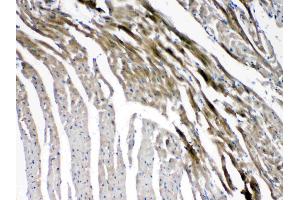 Immunohistochemistry (IHC) image for anti-Gap Junction Protein, gamma 1, 45kDa (GJC1) (AA 91-131), (N-Term) antibody (ABIN5518838)
