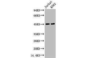 Western blot analysis of 1) Jurkat, 2) K562, diluted at 1:2000. (FCGR3A Antikörper)