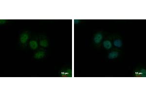 Immunofluorescence (IF) image for anti-Thioredoxin Reductase 1 (TXNRD1) antibody (ABIN2855577)